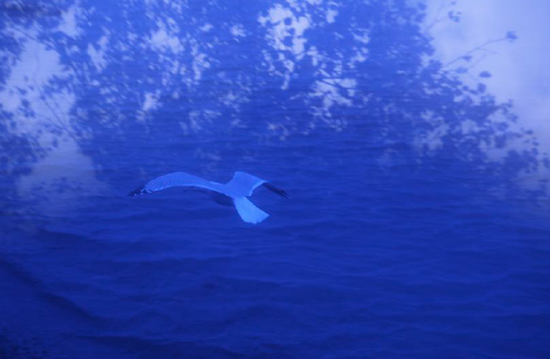 \'El vol\' de Fiona Morrison a El Quadern robat