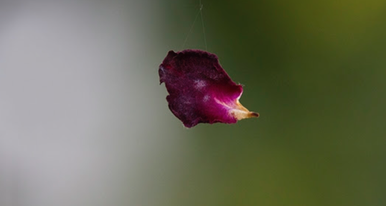 L\'artista aleman Thomas Nölle, a Puxagallery