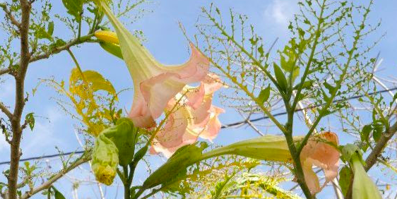 S\'inaugura l\'exposició \'Canvi d\'aires\' del col·lectiu Nyamnyam