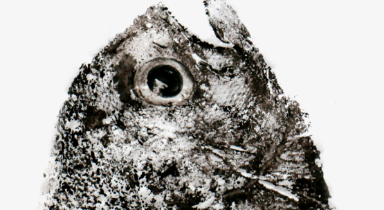 Noelia Báscones Reina exhibeix a La Peixera Mercat d\'Art