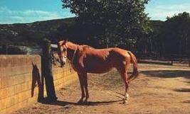 \'L\'apuntador i altres símptomes\' de Núria Güell al Bòlit Sant Nicolau