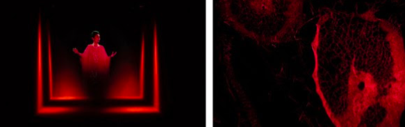 Dominique Gonzalez-Foerster i  Tomás Saraceno presenten \'Más-que-humanas\'