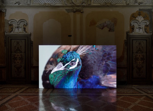 LOOP 2019 anuncia el programa per a l\'edició d\'enguany