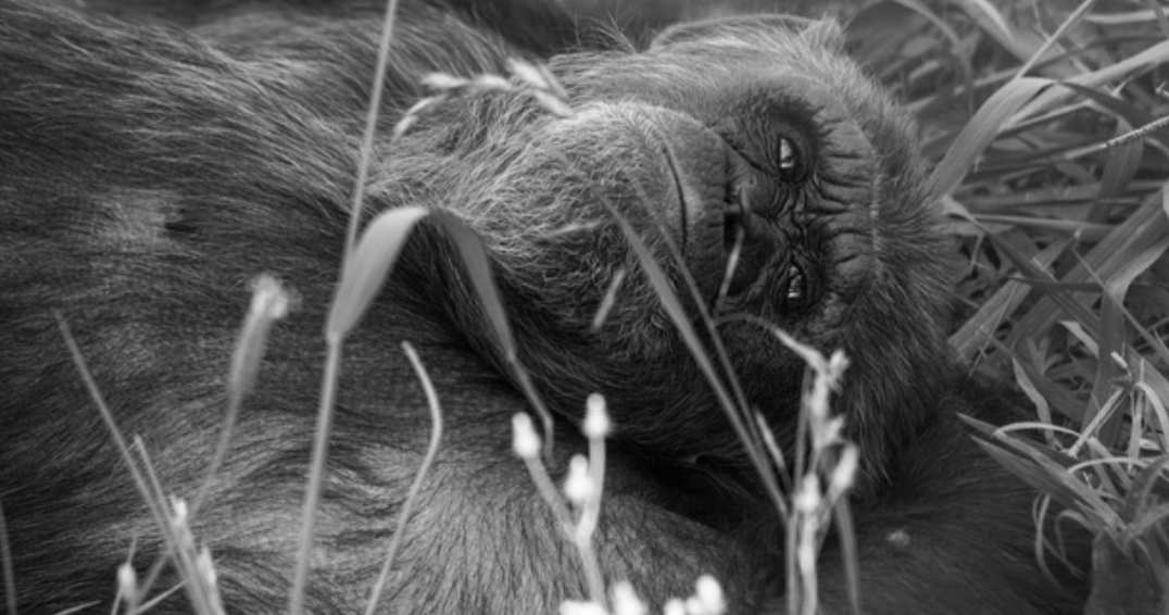 La Fundació Lluís Coromina i la Fundació Mona reflexionen sobre els primats i el futur de L\'ésser humà.