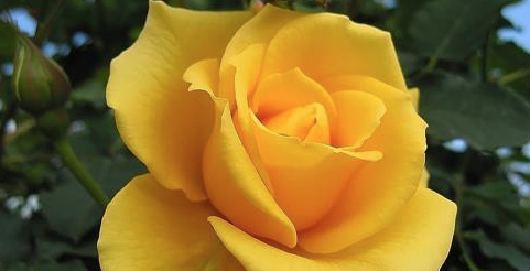 Bona Diada de Sant Jordi a tothom!!!!