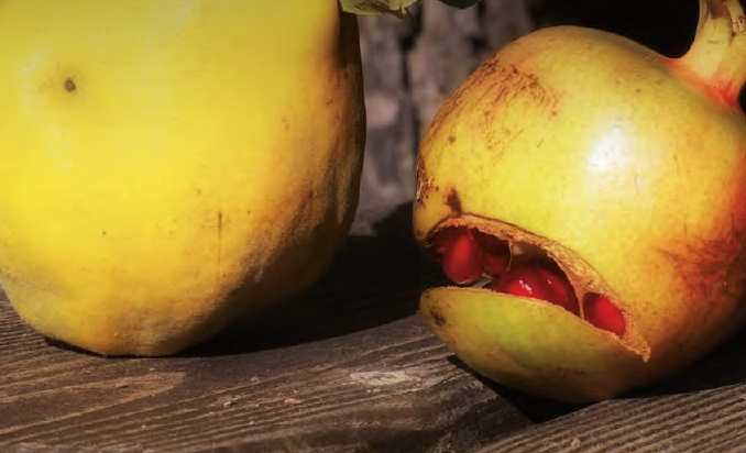 El Museu de la Vida Rural  presenta el llibre “Més enllà de l’agricultura ecològica”