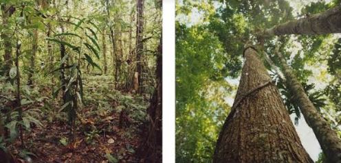 La fotògrafa Hannah Collins a la Galeria Joan Prats