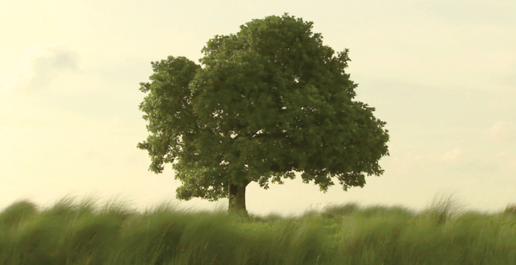 El Thyssen i el Thyssen-Bornemisza Art Contemporary (TBA21) presenten dues instal·lacions d\'Amar Kanwar