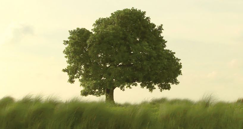 Dues instal·lacions d\'Amar Kanwar al Museu Thyssen