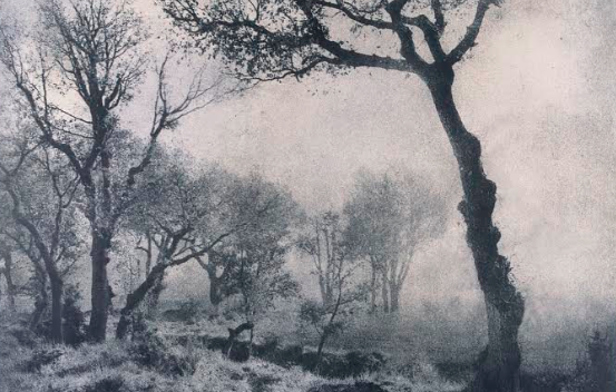 El Museu Nacional rep la donació de 254 fotografies del pictorialista Casals i Ariet