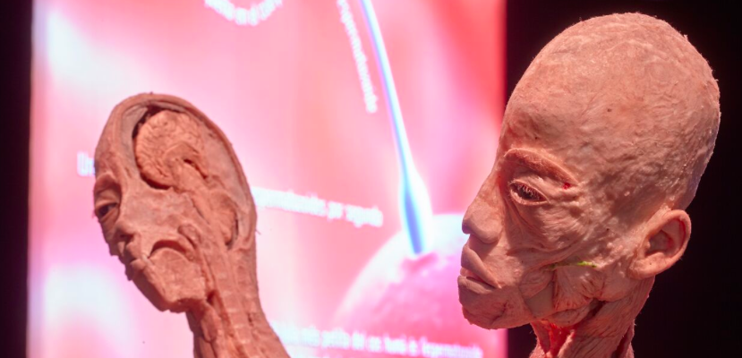 Arriba la inspiradora exposició sobre el cos humà al CC Arenas