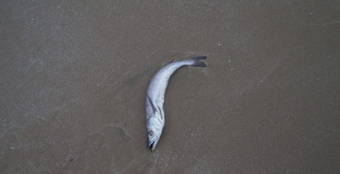 Presentació del llibre d\'Enrique Ramírez a la Fundació Tàpies