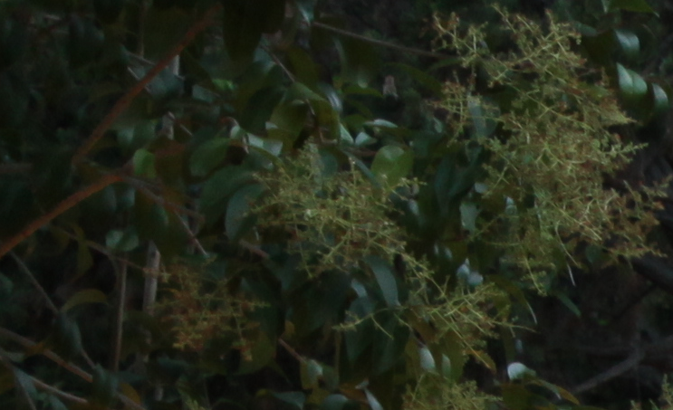 Les arrels de la nova classe obrera a Barcelona protagonitzen \