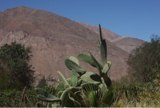 SWAB, un desert i un cactus per Omar López-Chahoud