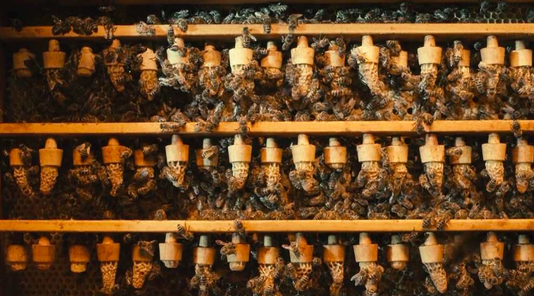 CCCB, cinema, poesia i molt més