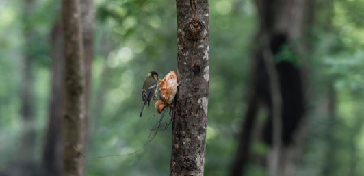 Una mirada diferent de la Fageda d\'en Jordà de la mà de Pep Sau