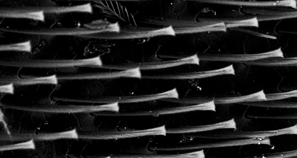 Martina Milà comissaría \