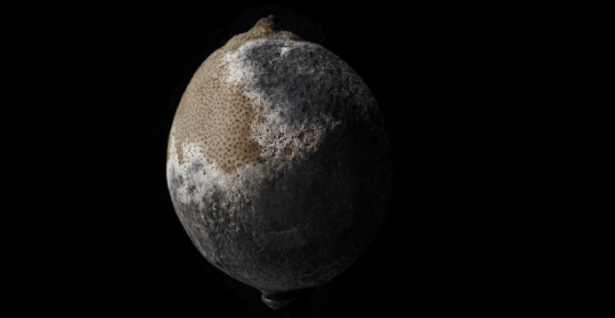 Grisart presenta l\'exposició \