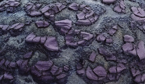 Montse Llanas presenta \