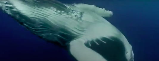 Els fons marí arriba al Museu de Ciències Naturals