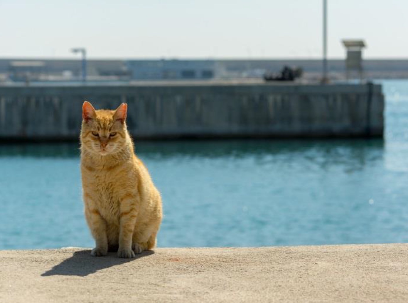 El Museu Marítim de Barcelona presenta l\'exposició “Gats & Port\