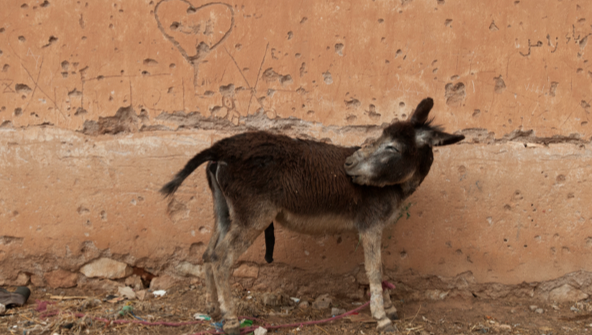 Xerrada de Jordi Mestres a la Cate
