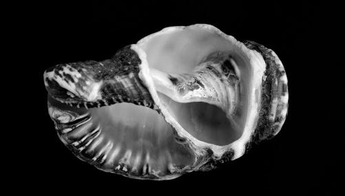 Festival Revela-T 2017 a Vilassar de Dalt