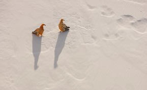 Pedro Sepúlveda guanyador del Concurs de Fotografia Naturalista 2016 de l\'ANG