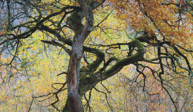 Foto Montseny 2016 al Museu Etnològic del Montseny