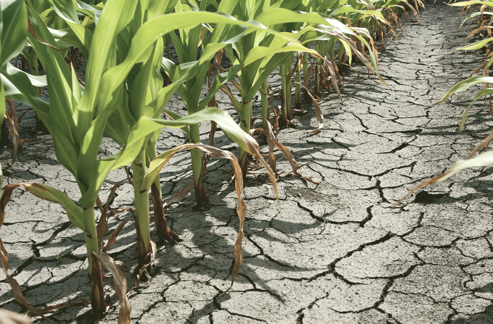 Cicle sobre agricultura i canvi climàtic al Palau Macaya
