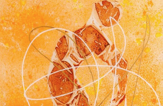 Jaume Mach exposa al Motel Empordà