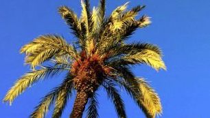 L’envelat del Passeig es converteix en la sala expositiva de la XXIII Fira d’Art