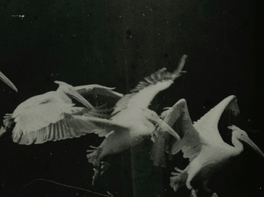 Xcèntric, la programació de cinema del CCCB, fa 15 anys