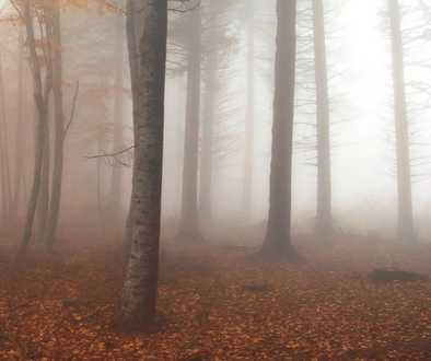 Presenten la sisena edició de Foto Montseny, un certamen de fotografia de natura