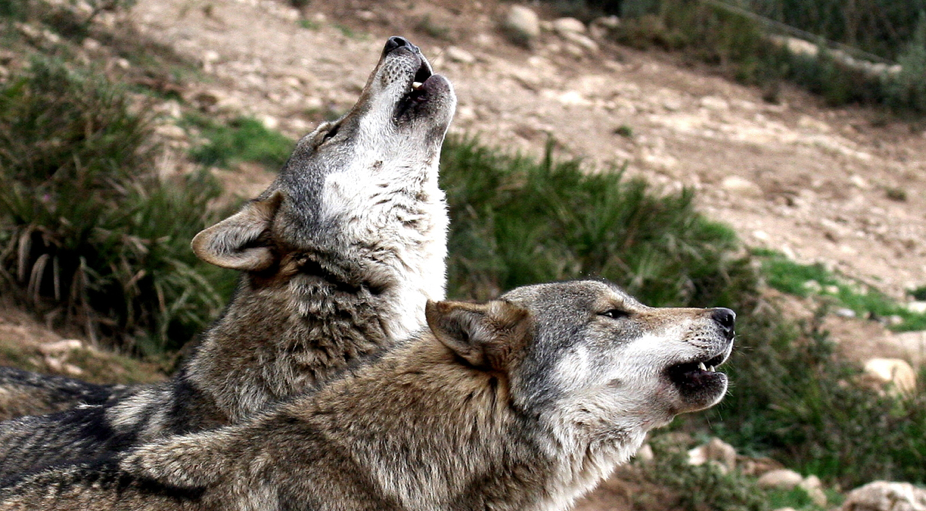 El Museu de la Vida Rural inaugura una exposició sobre el llop