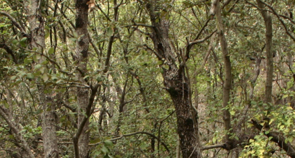 The Grey Square presenta \