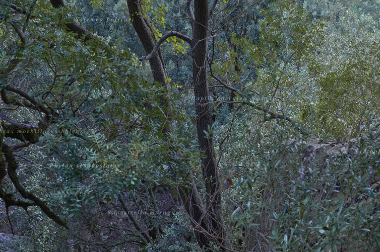 Javier Vallhonrat i Xisco Bonnín al Casal Solleric