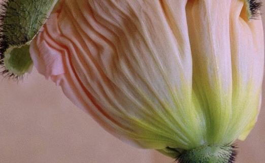 Fotografies de Nicole Gagnum a la Casa de la Paraula