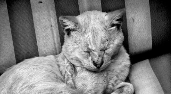 Ricky Dávila exposa al Museu d\'Art Gas Natural Fenosa