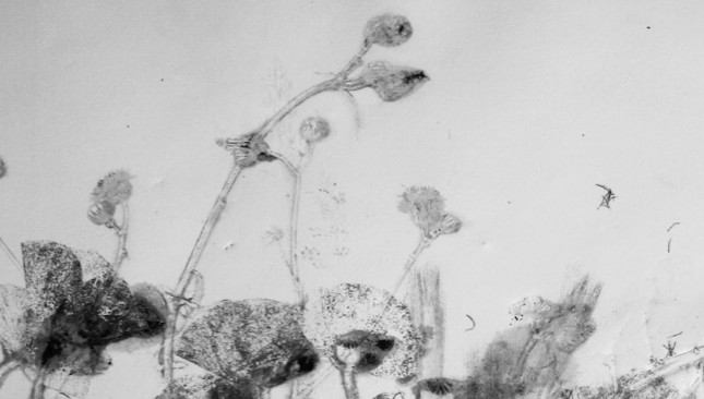 Alèxia Lleonart i art efímer a CACIS