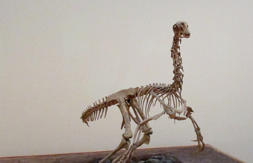 Els dinosaures envaeixen a l’Espai Cultura Fundació Sabadell 1859