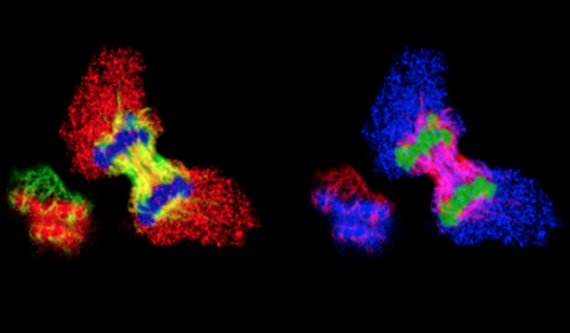 Una exposició al Palau Robert relaciona ciència i  art