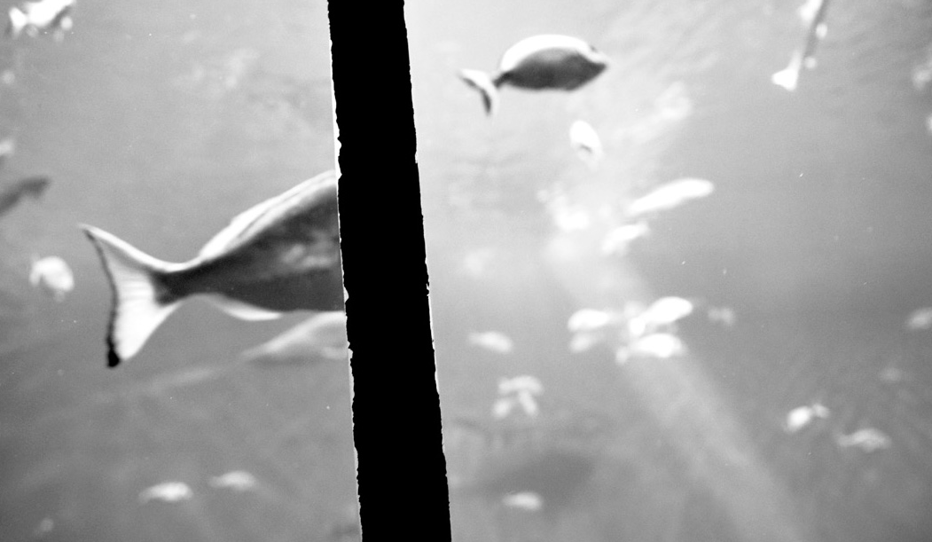 Ana Darder exposa al Casal Son Tugores