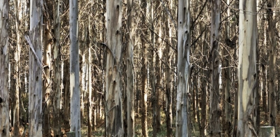 Fotografies de Kino Acosta a Principal Art