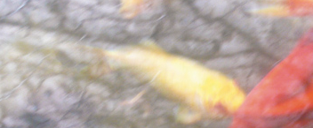 Fotografies i pintures de Lola Huete i Carmen Zuasti a la Fundació Coll Bardolet