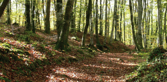 Les fagedes gironines, protagonistes dels “Quaderns de la Revista de Girona”