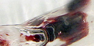 La Galeria Toni Tàpies presenta \