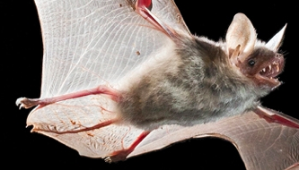 El Museu de Ciències Naturals presenta una exposició sobre ratpenats