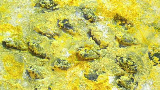 “Rocamar” de Ferran Rebollo a l’Amistat