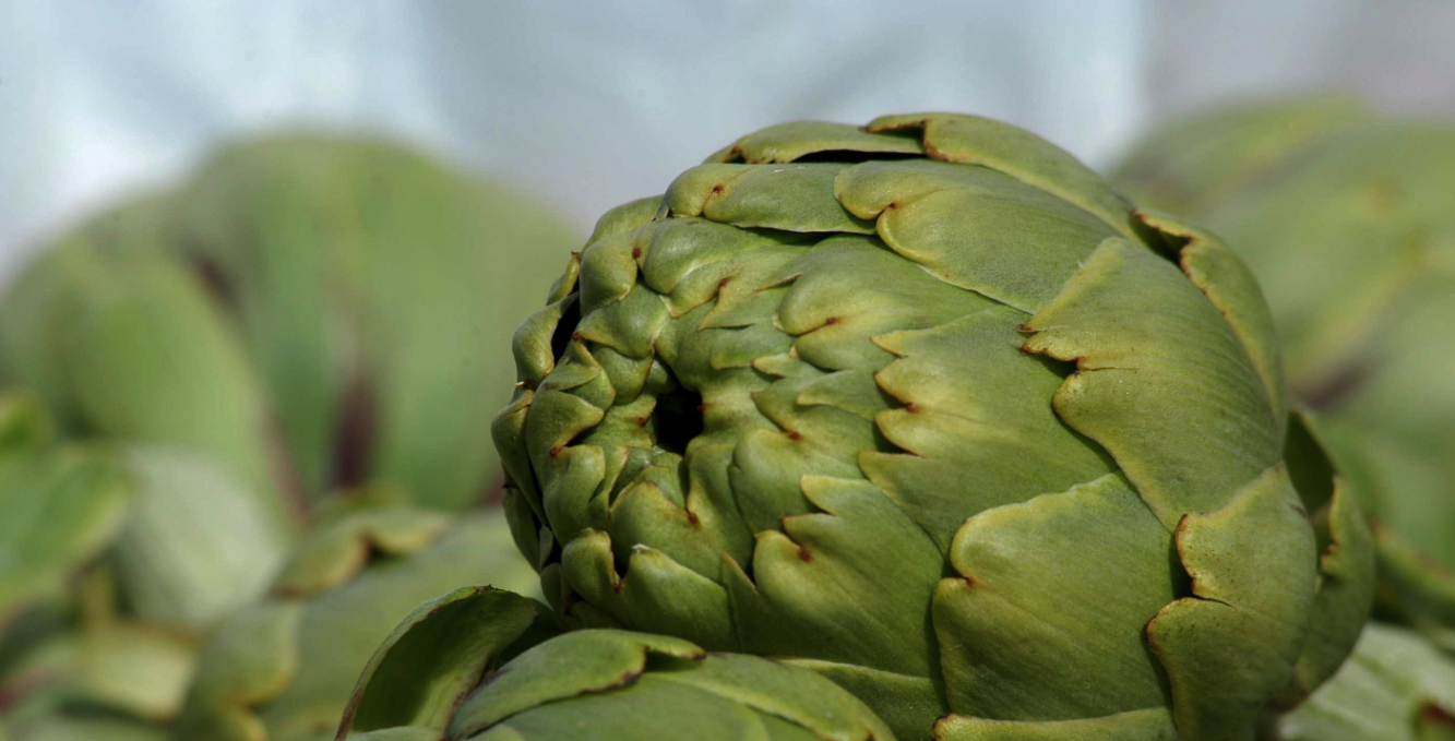 L’agricultura de proximitat al Palau Robert